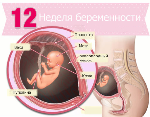 Беременность 12 недель развитие