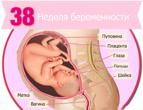 38 Неделя Беременности Фото Ребенка